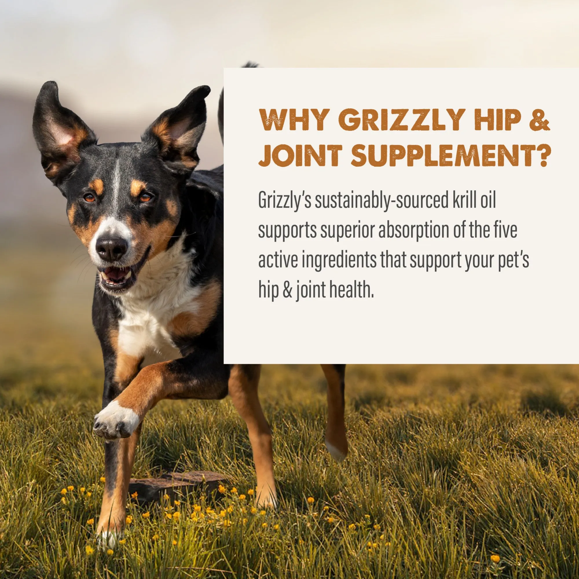 Grizzly Joint Aid Liquid Supplement for Dogs - 16 oz.